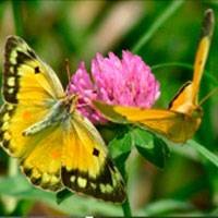 Photoshop Elements: How to resize images