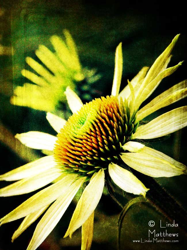 Life Unfolding