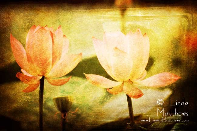 Life Unfolding