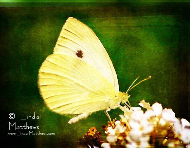 Life Unfolding