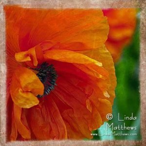 Printing on Fabric: “Poppy” Art Quilt – quilting progress
