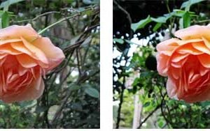 Photoshop Quick Tip: Increasing the Saturation