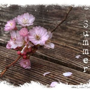 Not Quite Wordless Wednesday: Summer