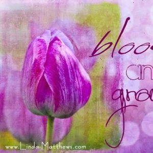 Not Quite Wordless Wednesday: Bloom and Grow