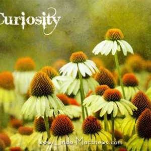 Not Quite Wordless Wednesday: Curiosity