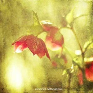 Not Quite Wordless Wednesday: Beautiful