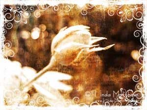 Exploring Photoshop: How to make textured edges for your photos