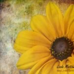 ps-flower-01