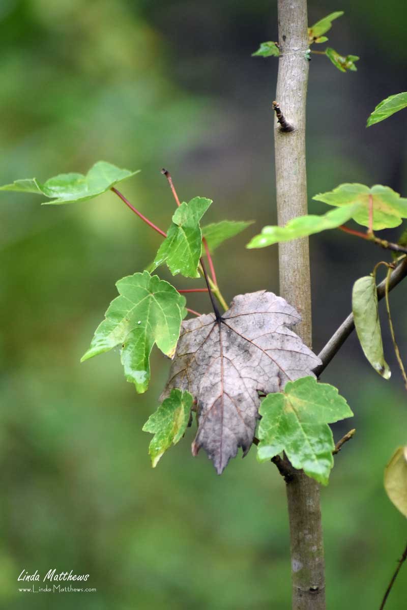 More Macro Photography