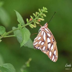 Chasing Butterflies