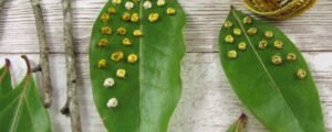Pages from my Book of Days + Tips for Stitching on Leaves